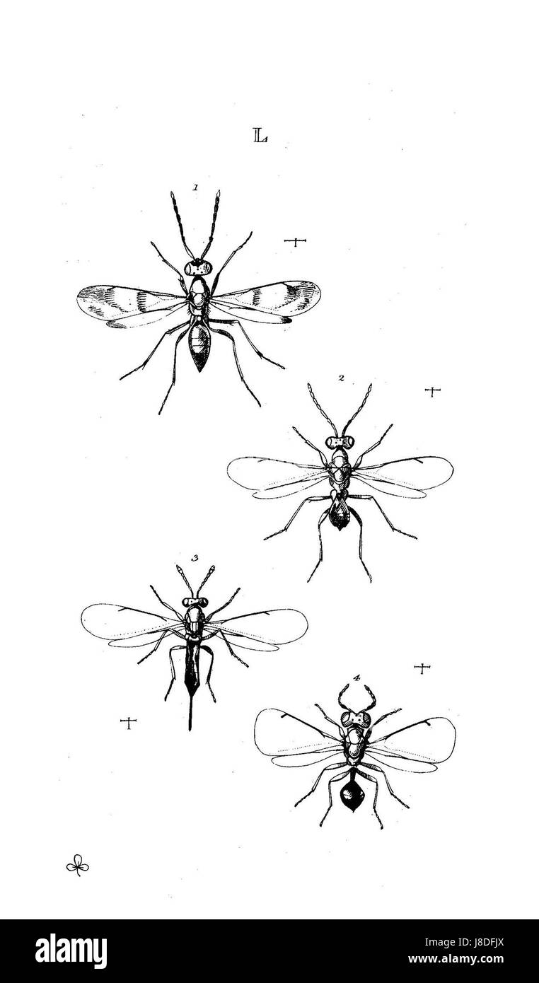 Un'illustrazione scientifica tratta da "Monographia Chalciditum", raffigurante varie specie di vespe calcidide con caratteristiche anatomiche dettagliate. Foto Stock