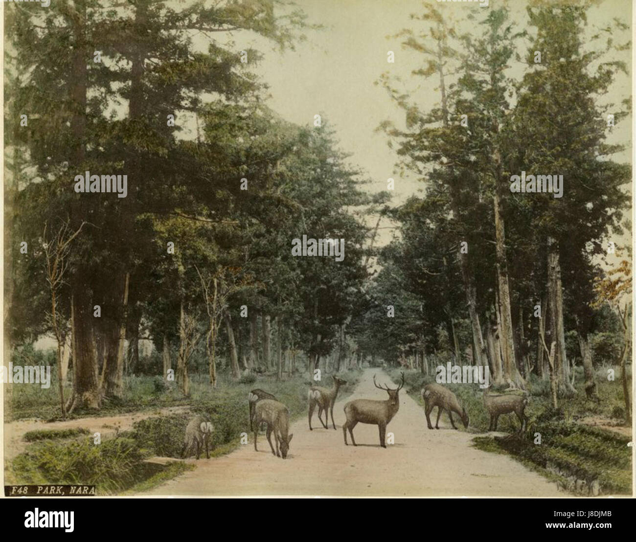 Adolfo Farsari (1841-1898) è stato un fotografo italiano noto per il suo lavoro in Giappone, catturando immagini come "F48 Park, Nara". La sua fotografia ha contribuito in modo significativo alla documentazione del Giappone dell'era Meiji. Foto Stock