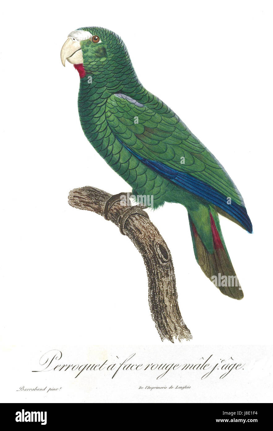 Levaillant pappagallo 109 Foto Stock