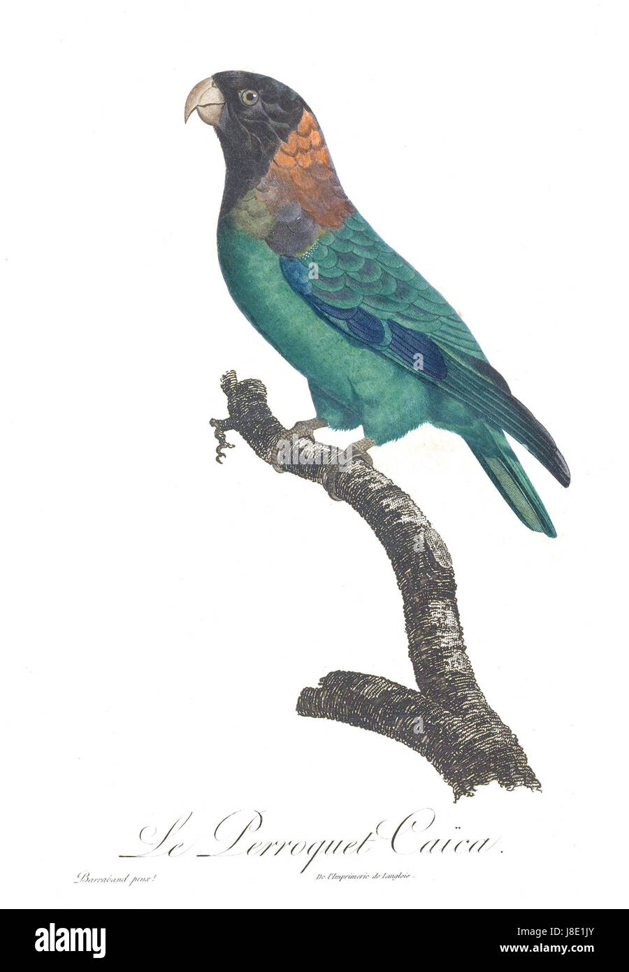 Illustrazione del Caica Parrot (Pyrilia caica) dall'Histoire naturelle des perroquets di Francesco Levaillant, tavola 133, pubblicata nel 1801. Foto Stock