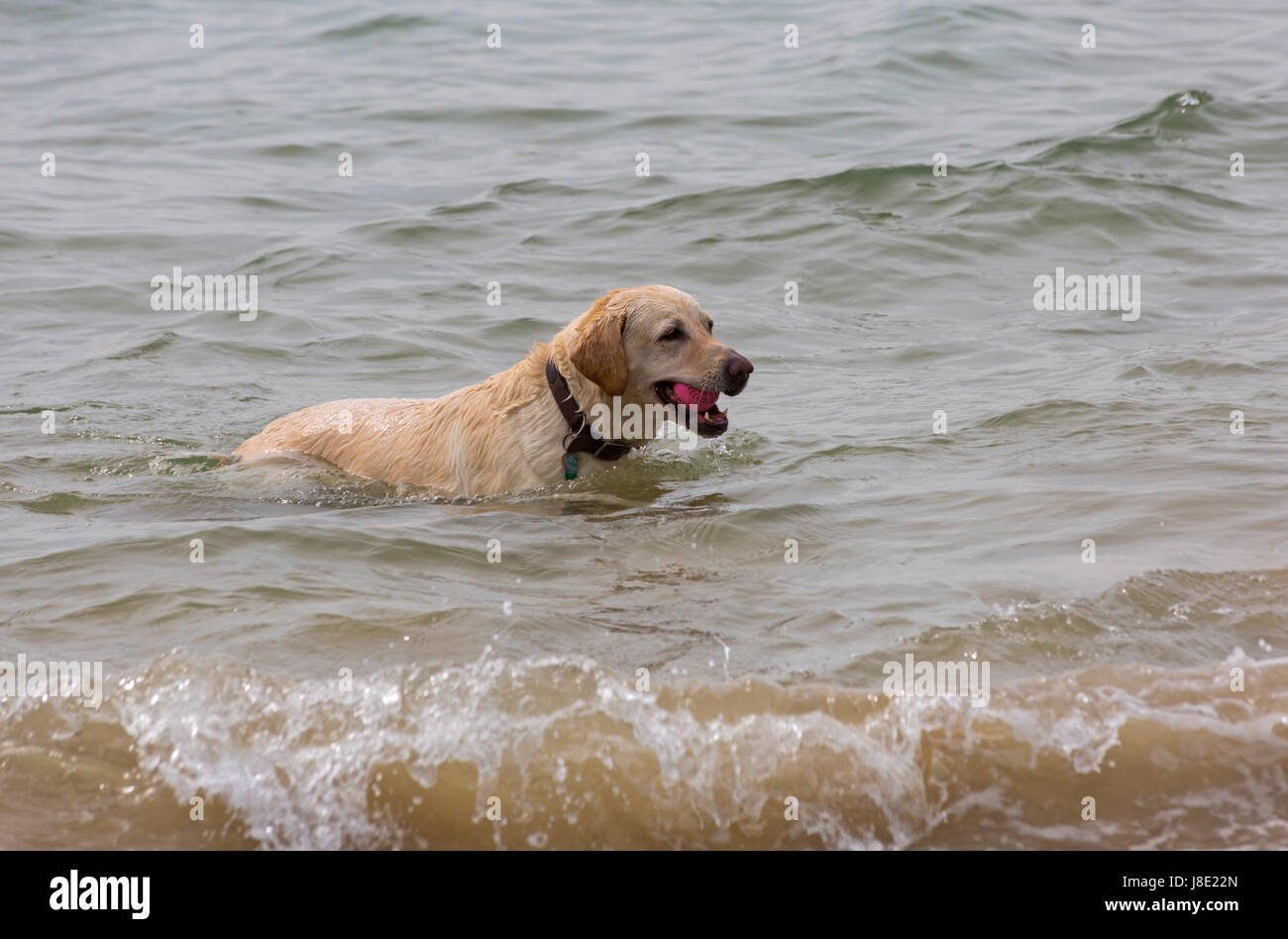 Bournemouth Dorset, Regno Unito. 28 Maggio, 2017. Regno Unito: meteo nuvoloso giorno a Bournemouth spiagge, come i visitatori in testa al mare per rendere la maggior parte del weekend. Golden Labrador cane gioca palla in mare. Credito: Carolyn Jenkins/Alamy Live News Foto Stock