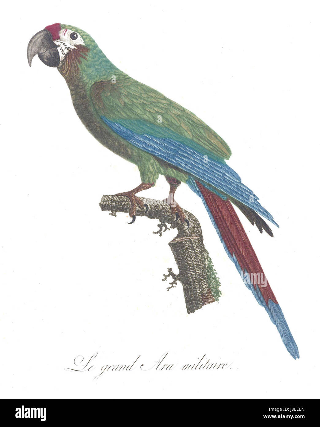Levaillant Parrot 6 Foto Stock