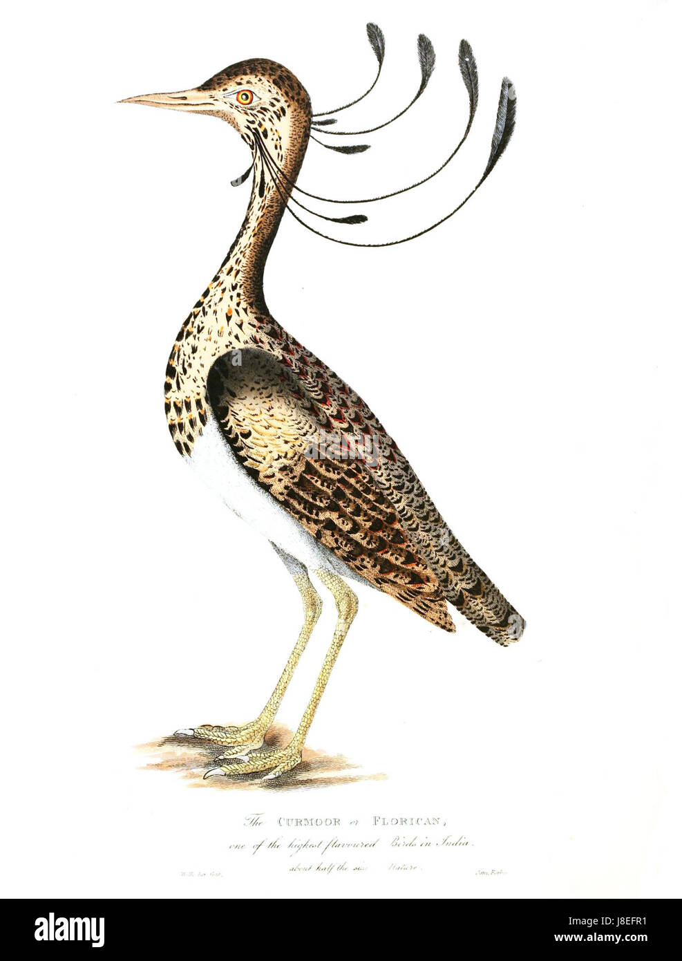 Florican, 1781 si riferisce a un'opera d'arte o a un pezzo di storia naturale raffigurante una specie di uccello conosciuta come il floricano, che è presente in una pubblicazione del 1781. Foto Stock Florican, 1781 si riferisce a un'opera d'arte o a un pezzo di storia naturale raffigurante una specie di uccello conosciuta come il floricano, che è presente in una pubblicazione del 1781. Foto Stock