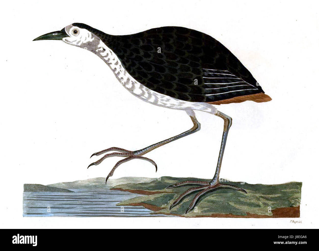 Forster Plate 96 è un'illustrazione di un'opera storica di Forster, nota per documentare vari aspetti della natura. Questa placca presenta probabilmente dettagliate raffigurazioni di flora o fauna studiate durante il XVIII secolo. Foto Stock Forster Plate 96 è un'illustrazione di un'opera storica di Forster, nota per documentare vari aspetti della natura. Questa placca presenta probabilmente dettagliate raffigurazioni di flora o fauna studiate durante il XVIII secolo. Foto Stock