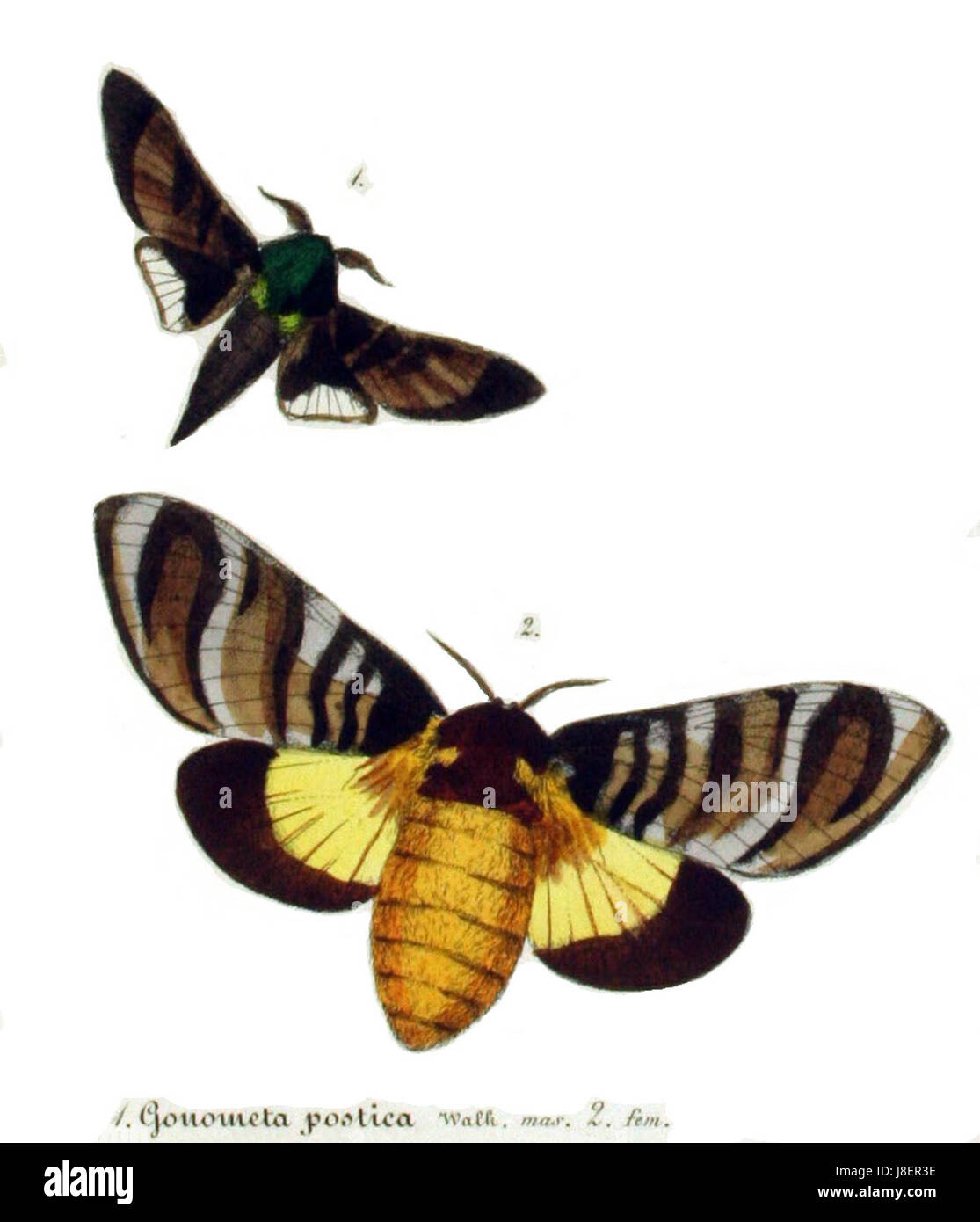 Gonometa postica è una specie di falena della famiglia Saturniidae, originaria di alcune parti dell'Africa. E' conosciuto per le sue grandi dimensioni e le sue ali distintive. Questa falena fa parte della famiglia Saturniidae, che comprende alcune delle più grandi specie di falena. Svolge un ruolo nell'ecosistema locale come parte della catena alimentare. Foto Stock
