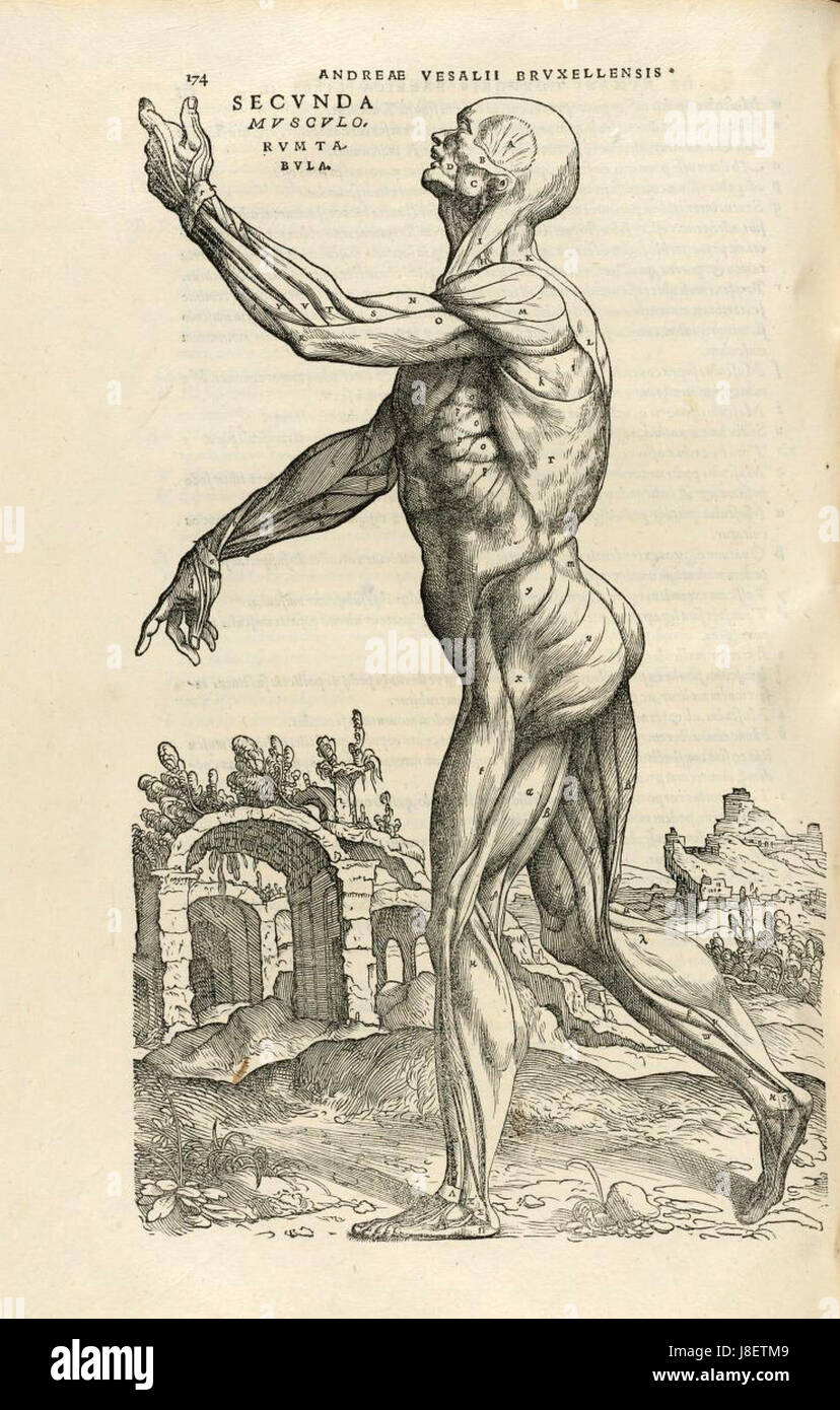 Houghton Typ 565.43.868 De humani corporis fabrica, 174 Foto Stock