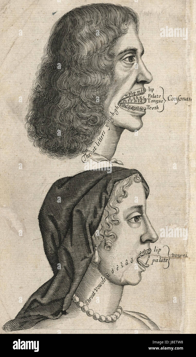 Houghton CE65.P93165.665v l'organo vocale, illustrazione Foto Stock