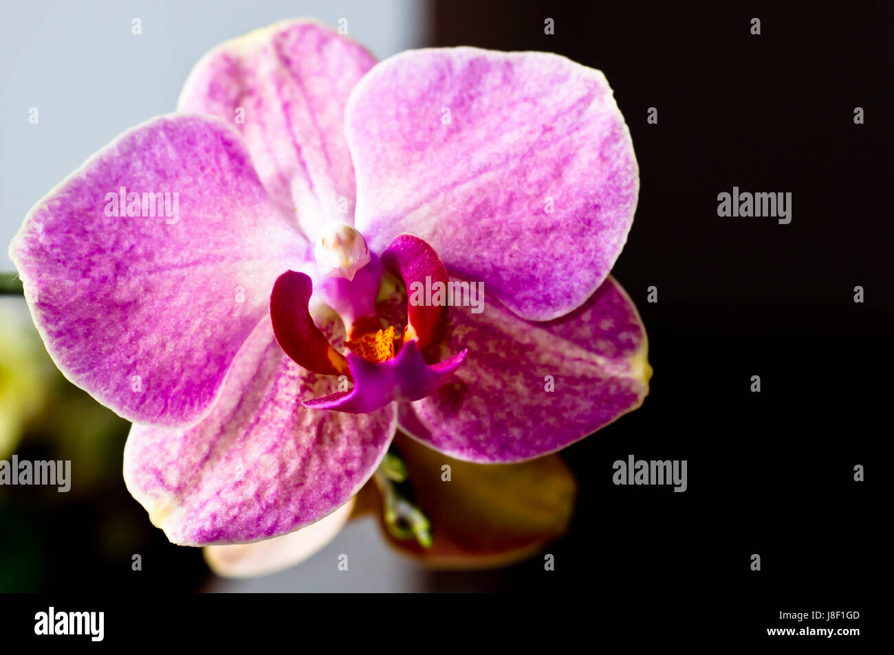 orchidea Foto Stock