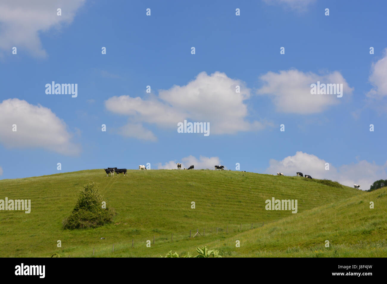 Inglese estate paesaggio con mucche in un campo verde Foto Stock