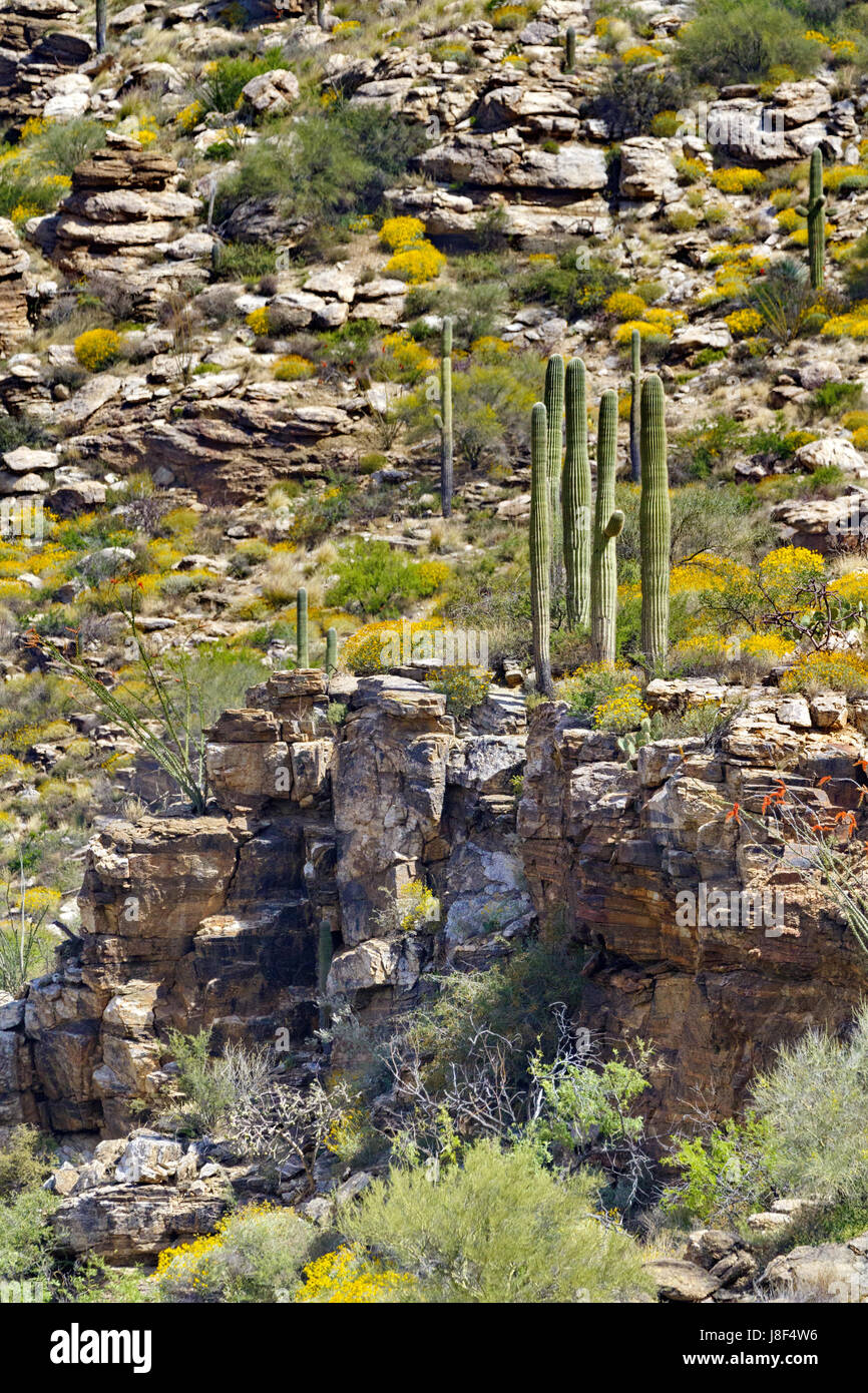 Elegante il raggruppamento di cactus Saguaro stand su cengia rocciosa sul Monte Lemmon in Tucson, Arizona. Vista è da Catalina autostrada, Scenic Drive fino al cielo è Foto Stock