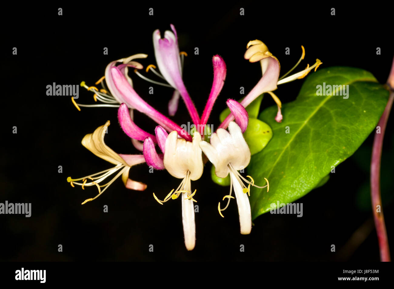 Caprifoglio con fioriture,heilkpflanze cinese Foto Stock