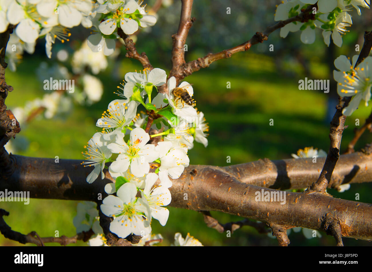 Impollinazione degli alberi in fiore. Foto Stock