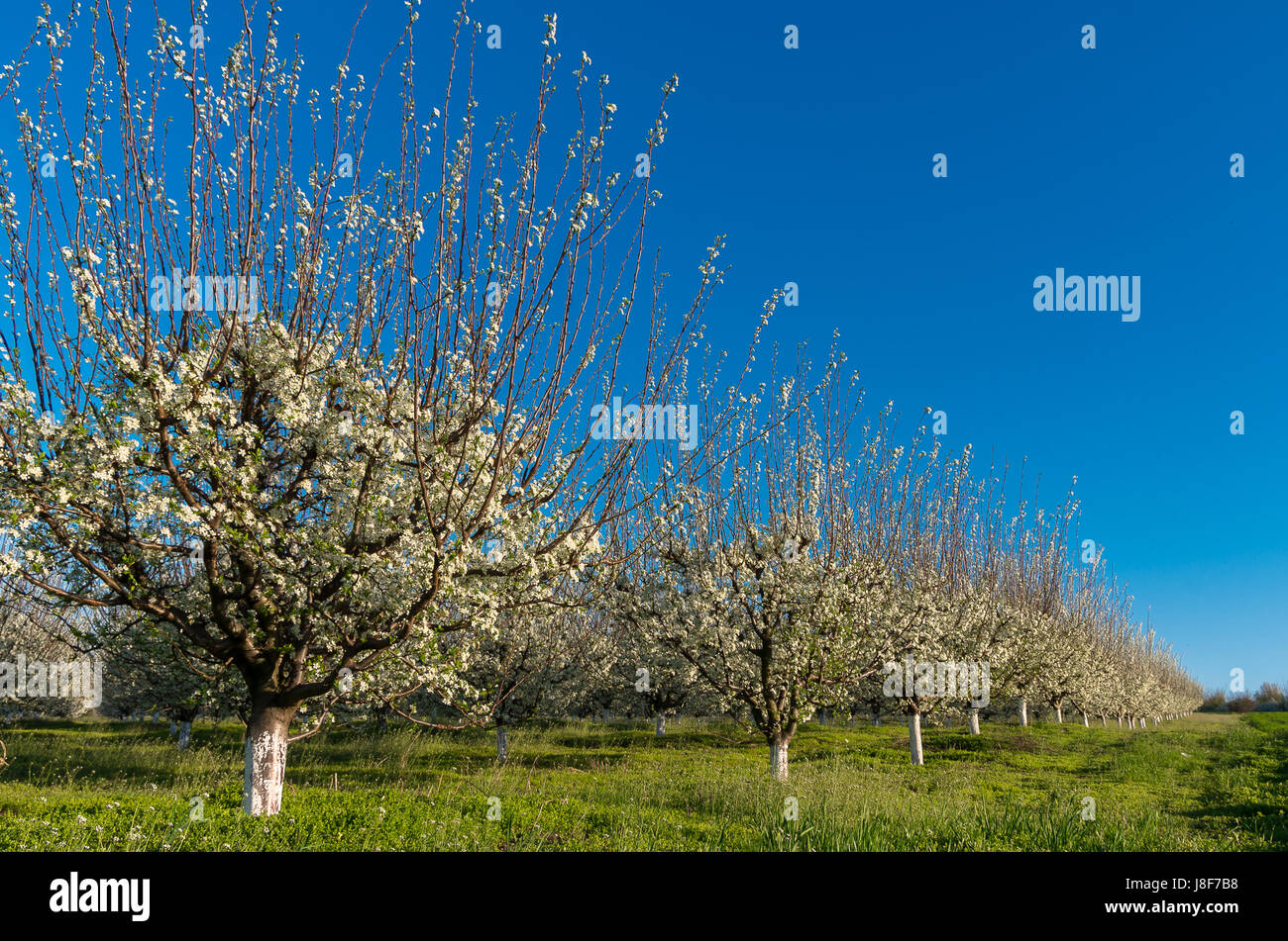Orchard - Blu Prugna frutteto in piena fioritura Foto Stock