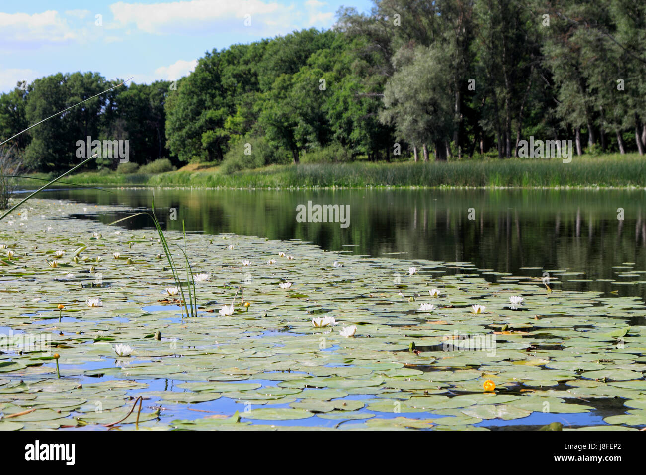 Lago di foresta con bianchi gigli d'acqua. Foto Stock