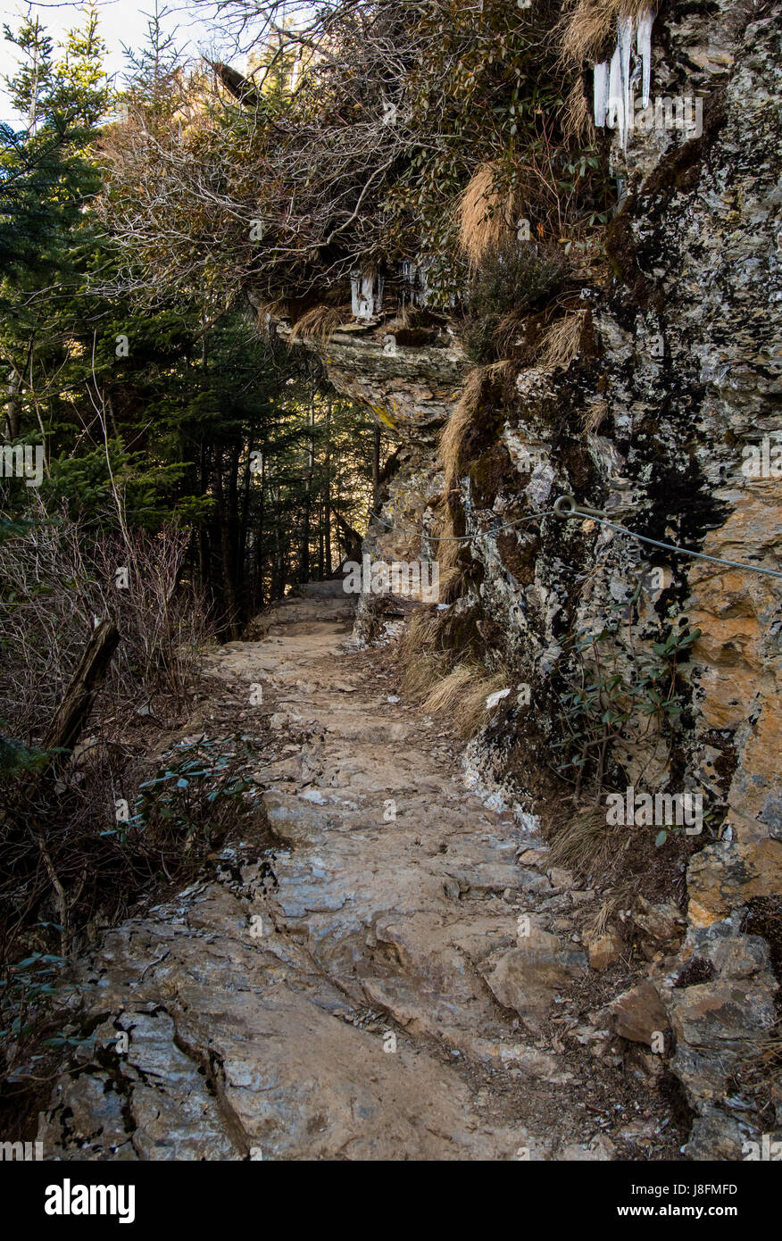 Tunnel di alberi sul sentiero stretto in Smokies Foto Stock