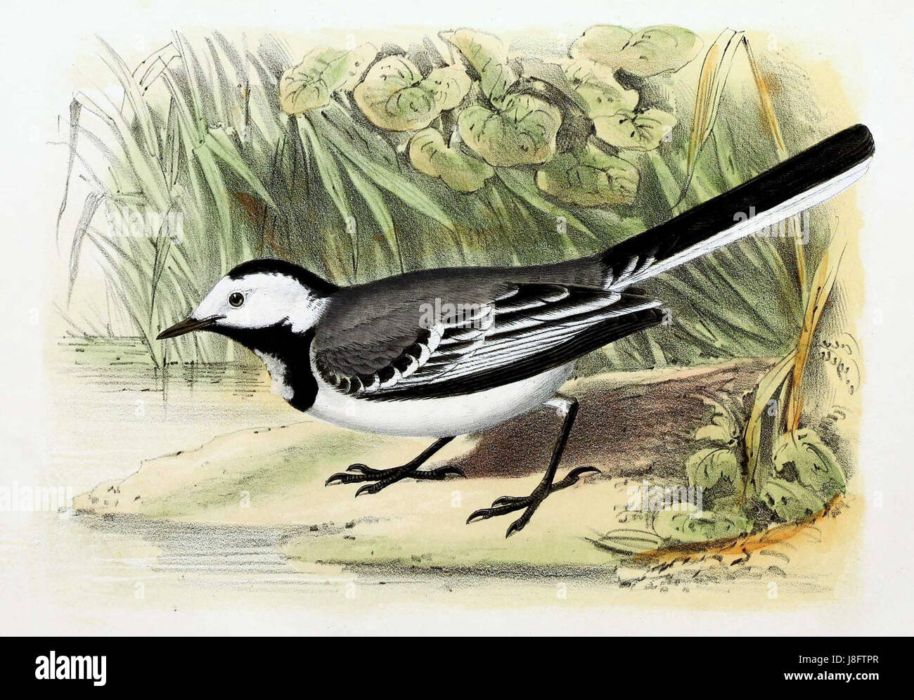 Un'illustrazione del 1869 raffigurante la Motacilla alba, conosciuta anche come la coda d'acqua bianca, un uccello originario dell'Europa, caratterizzato dal suo distintivo piumaggio bianco e nero e dalla lunga coda. Foto Stock