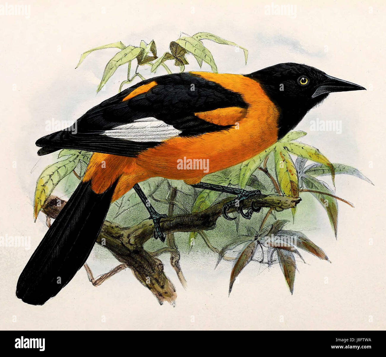 Un riferimento scientifico all'Icterus leucopteryx, una specie di uccello, registrato nel 1876. Foto Stock Un riferimento scientifico all'Icterus leucopteryx, una specie di uccello, registrato nel 1876. Foto Stock
