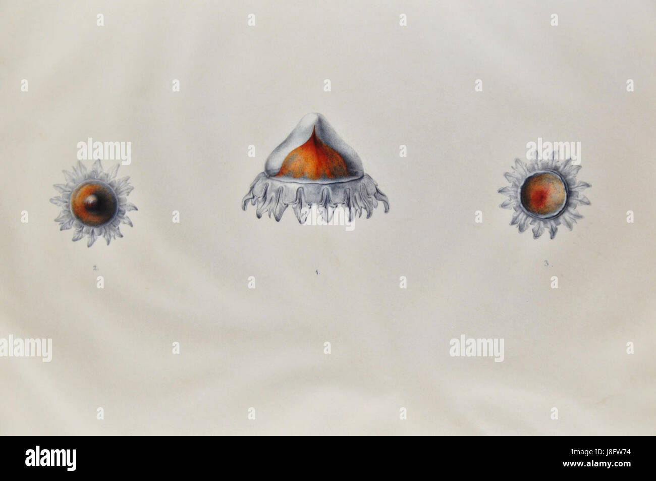 Un'illustrazione scientifica di Lesueur raffigurante una medusa. Il disegno dettagliato fornisce informazioni sull'anatomia e la struttura dell'organismo marino, mostrando l'abilità di Lesueur nel rendere la vita marina con precisione. Foto Stock