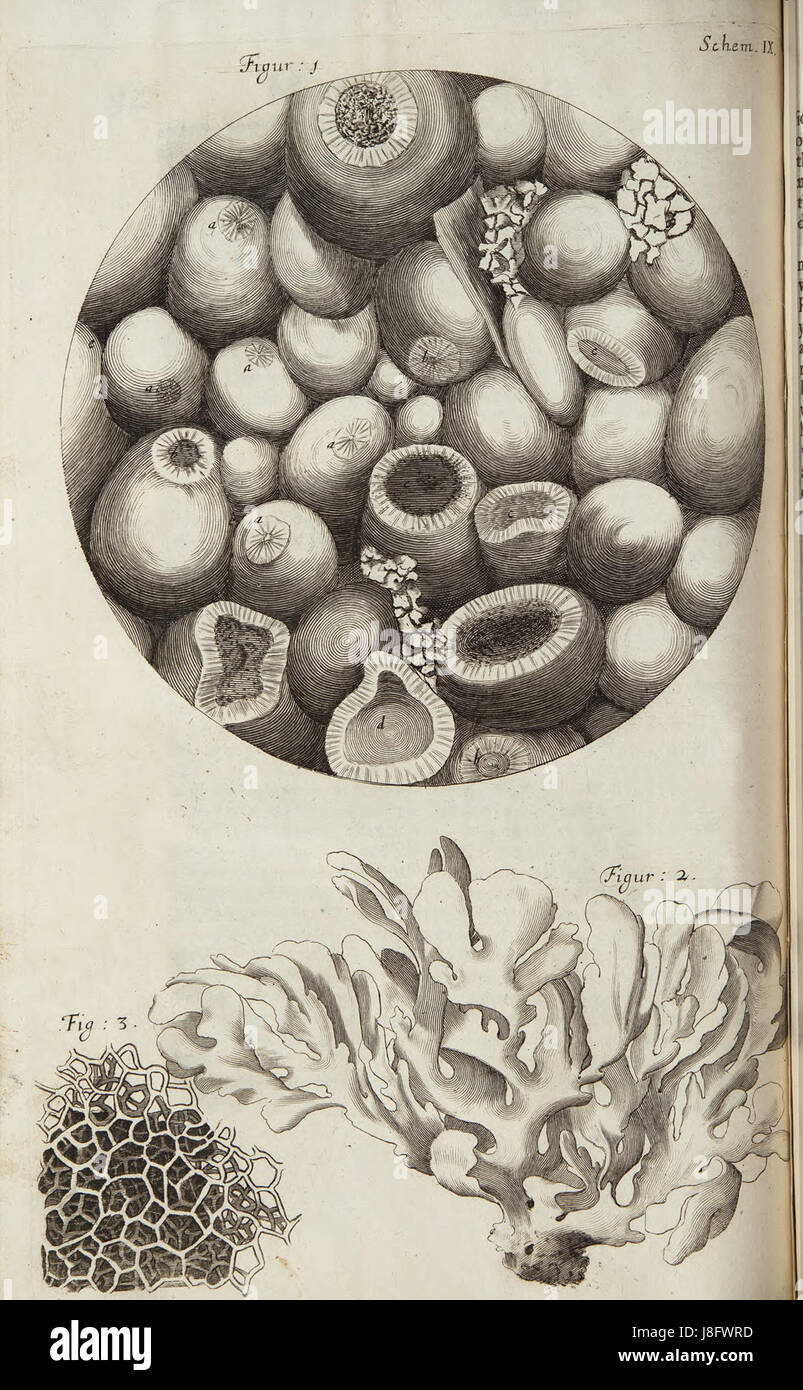 Sua Micrographia Schem 9 Foto Stock