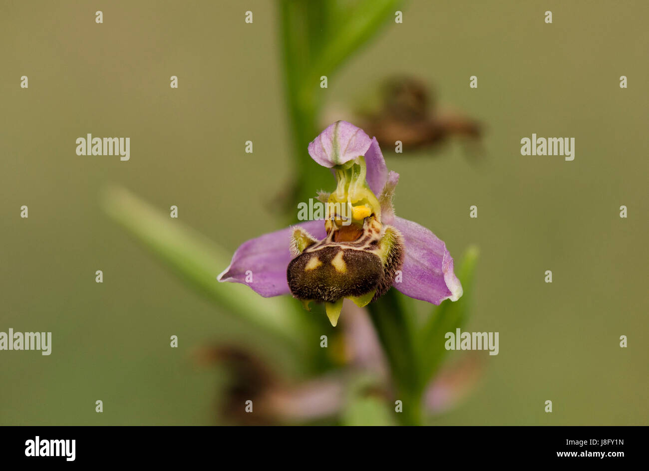 Bee orchid, Ophrys apifera, orchis, autoimpollinazione, orchidee selvatiche, Andalusia, Spagna. Foto Stock