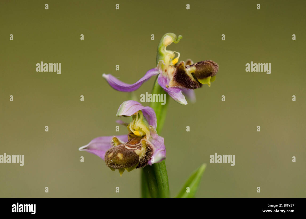 Bee orchid, Ophrys apifera, orchis, autoimpollinazione, orchidee selvatiche, Andalusia, Spagna. Foto Stock