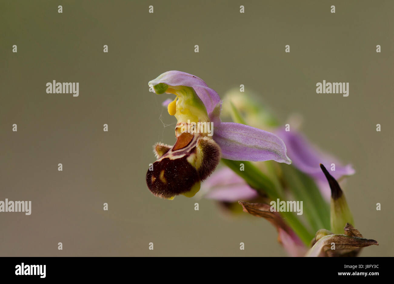 Bee orchid, Ophrys apifera, orchis, autoimpollinazione, orchidee selvatiche, Andalusia, Spagna. Foto Stock