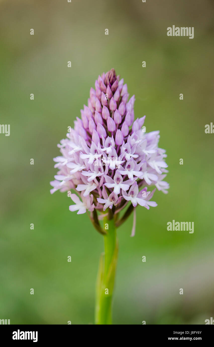 Orchide, Anacamptis pyramidalis, Orchis, orchidee selvatiche, Andalusia, Spagna. Foto Stock