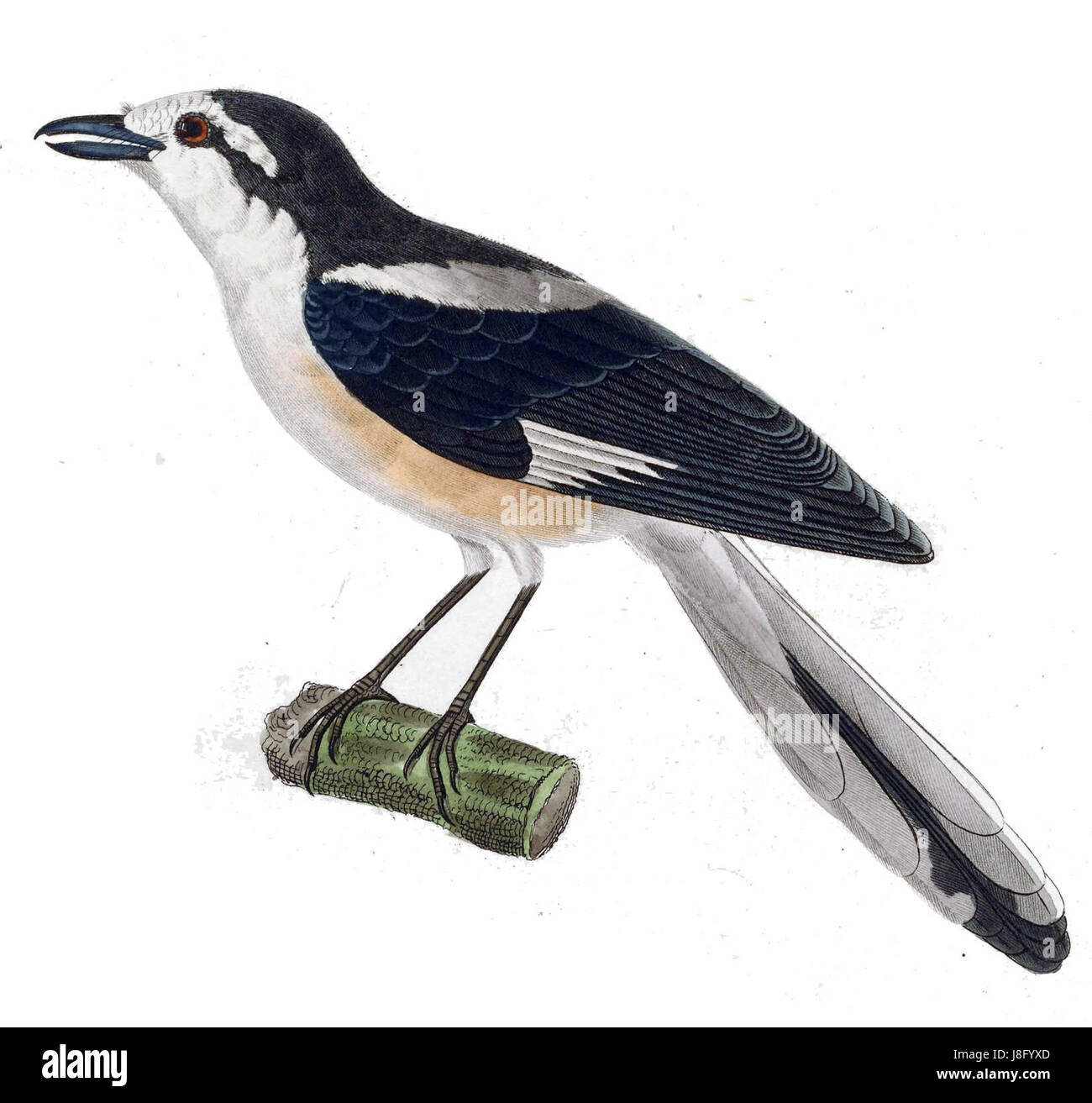 Lanius nubicus, comunemente noto come shrike nubiano, è una specie di uccello originaria del Medio Oriente e di parti del Nord Africa. È noto per il suo comportamento predatorio e l'aspetto distintivo. Foto Stock