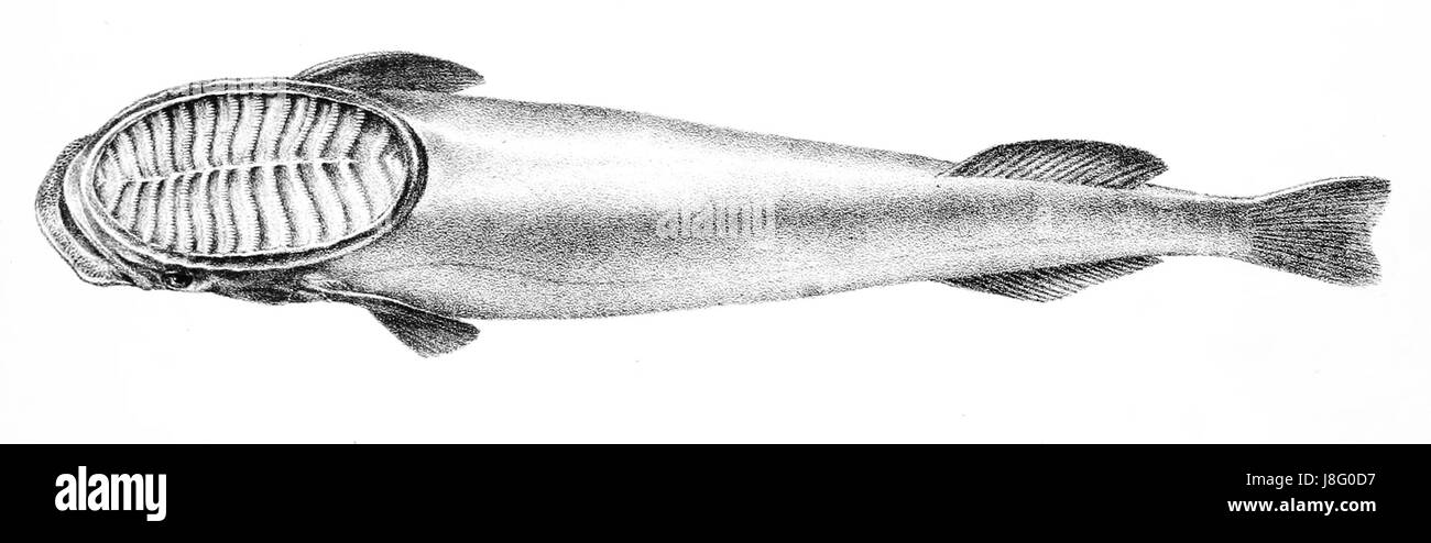 Echeneis albescens Ford 57 Foto Stock