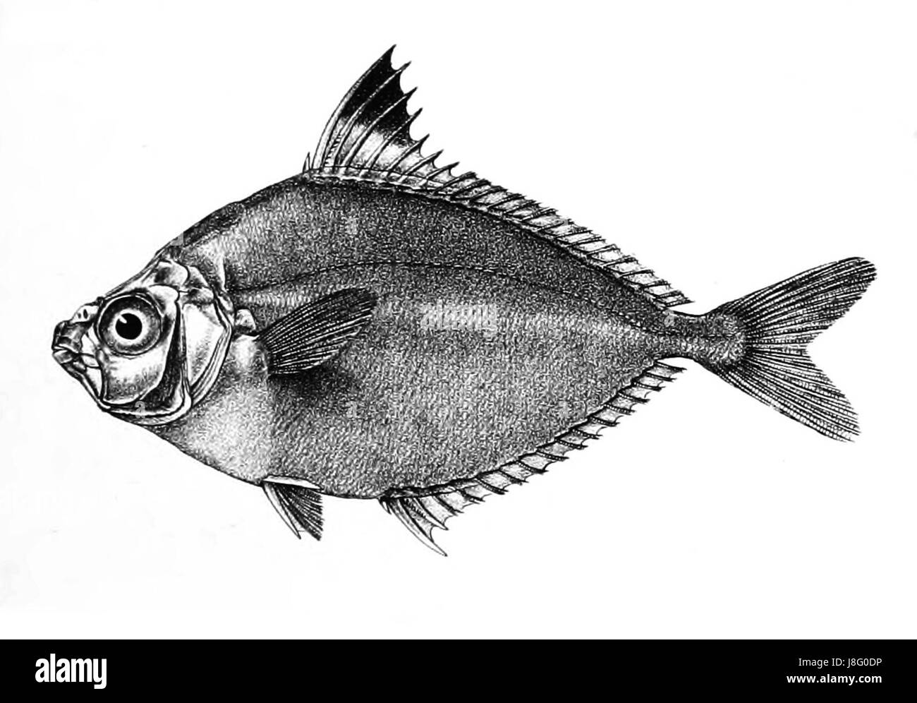 Equus daura Ford 52 Foto Stock