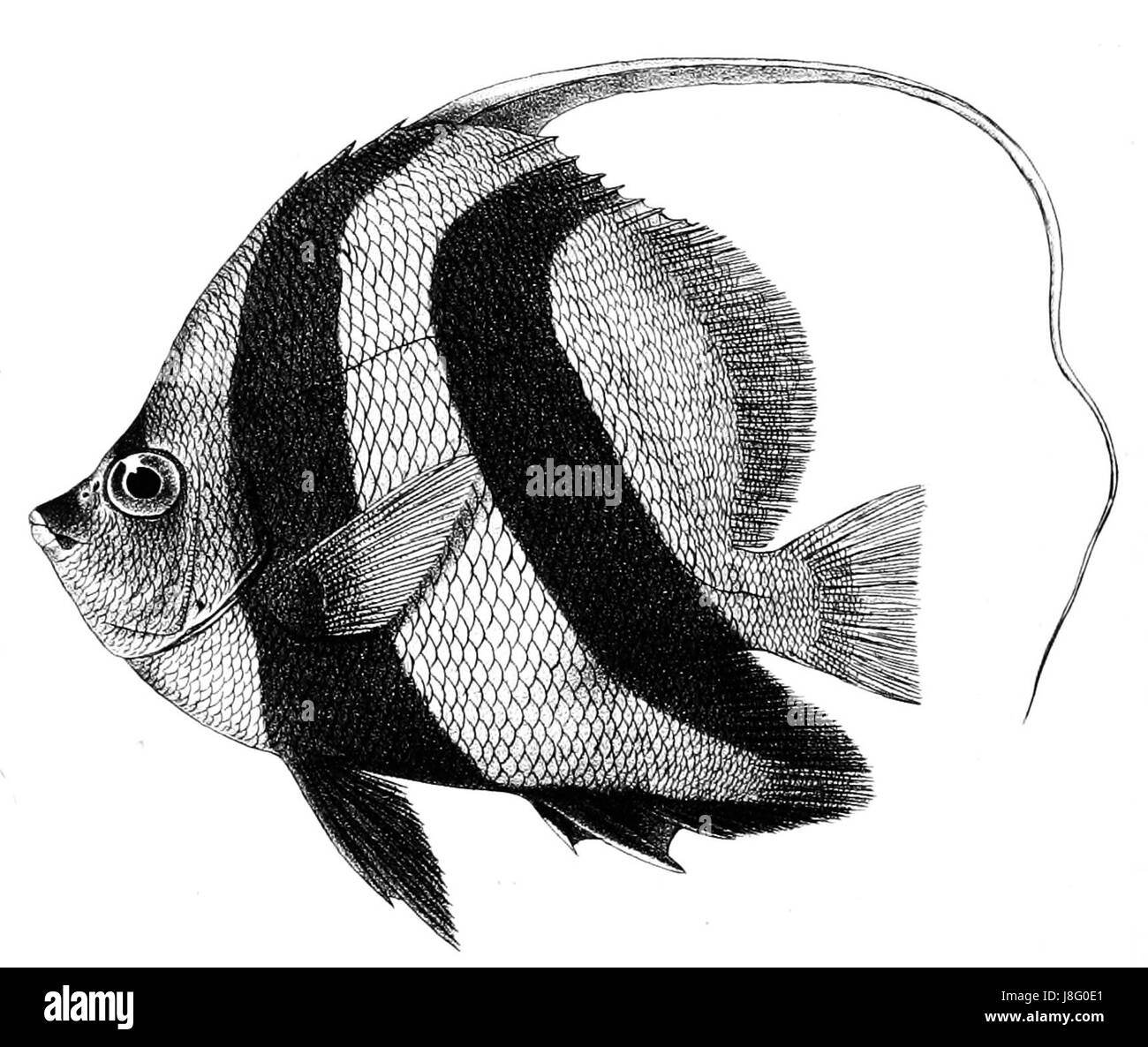 Heniochus macrolepidotus, comunemente noto come pesce striscione a pinna lunga, è una specie di pesci farfalla che si trova nell'Indo-Pacifico. Questa specie è riconosciuta per il suo aspetto distintivo, con pinne lunghe e fluenti e motivi audaci e striati, ed è spesso vista negli ambienti della barriera corallina. Foto Stock