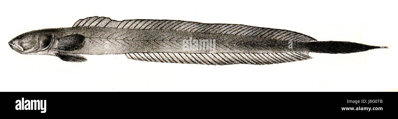 Gobioides rubicundus Ford 67 Foto Stock