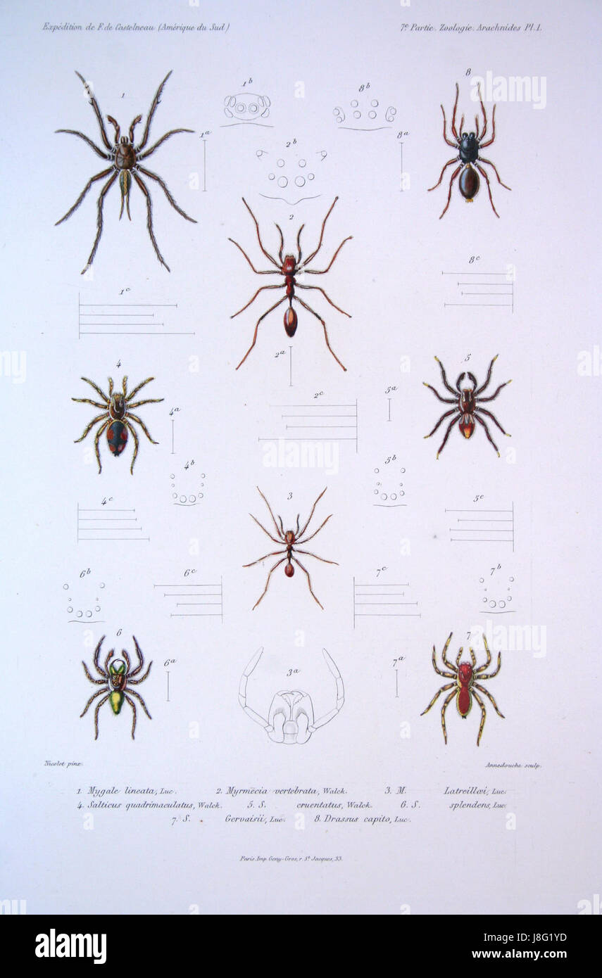 Il lavoro di F. de Castelnau sugli aracnidi (ragni) è un contributo significativo allo studio degli invertebrati. Il pezzo, illustrato con disegni dettagliati, è una fonte importante per gli studi di entomologia e aracnologia. Foto Stock