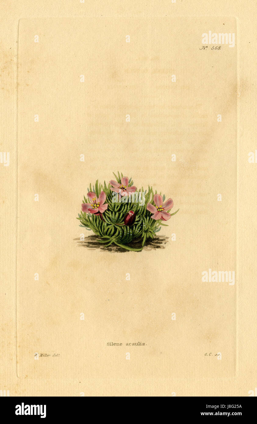 Loddiges 568 Silene acaulis disegnato da W Miller Foto Stock