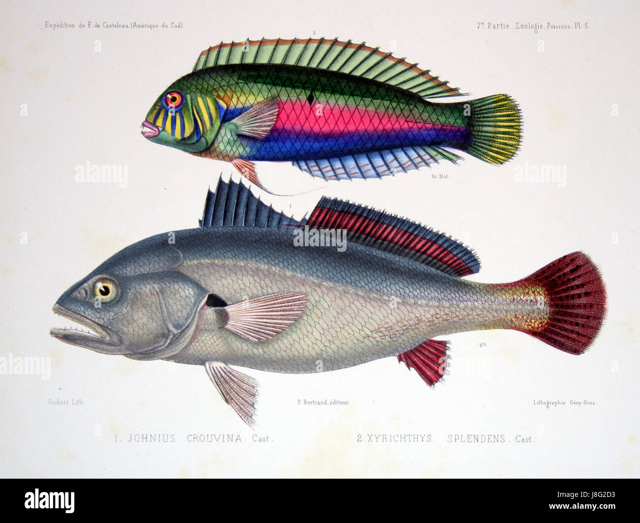 F de Castelnau poissonsPl05 Foto Stock
