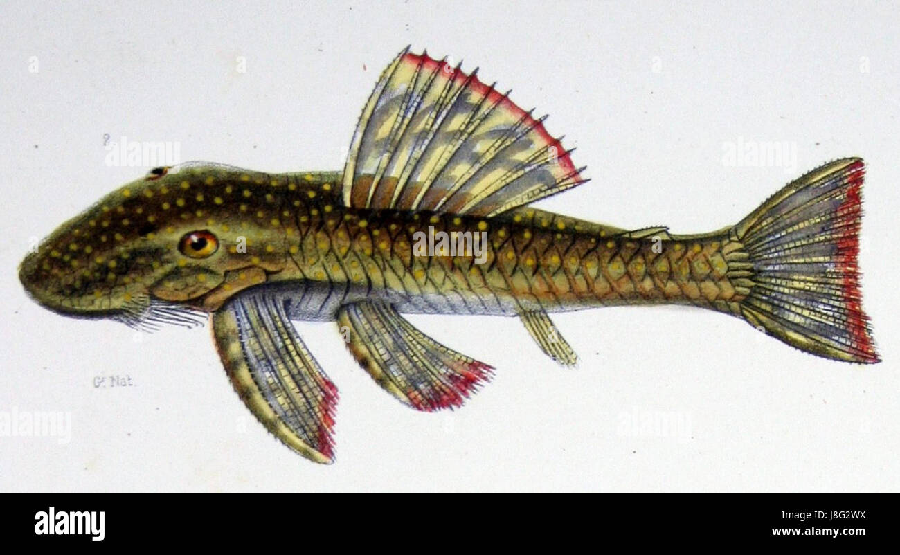 Il Lasiancistrus schomburgkii è una specie di pesci gatto originaria del Rio Xingu in Brasile, nota per il suo aspetto distintivo e l'habitat in fiumi e torrenti in rapido movimento. Foto Stock