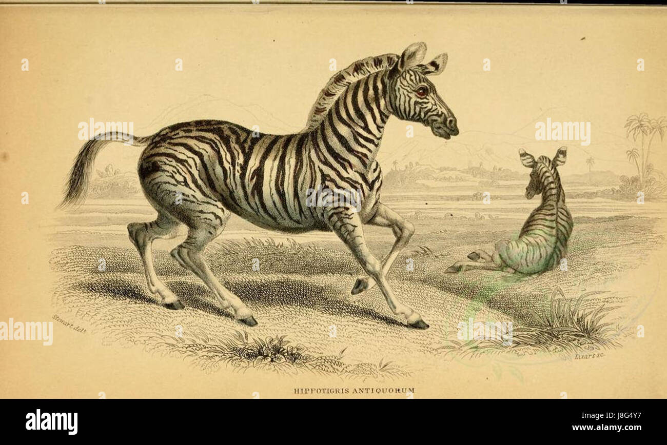 La zebra di Damara è una specie di zebra che si trova nell'Africa meridionale, conosciuta per il suo aspetto unico e il suo habitat nelle regioni aride. Foto Stock