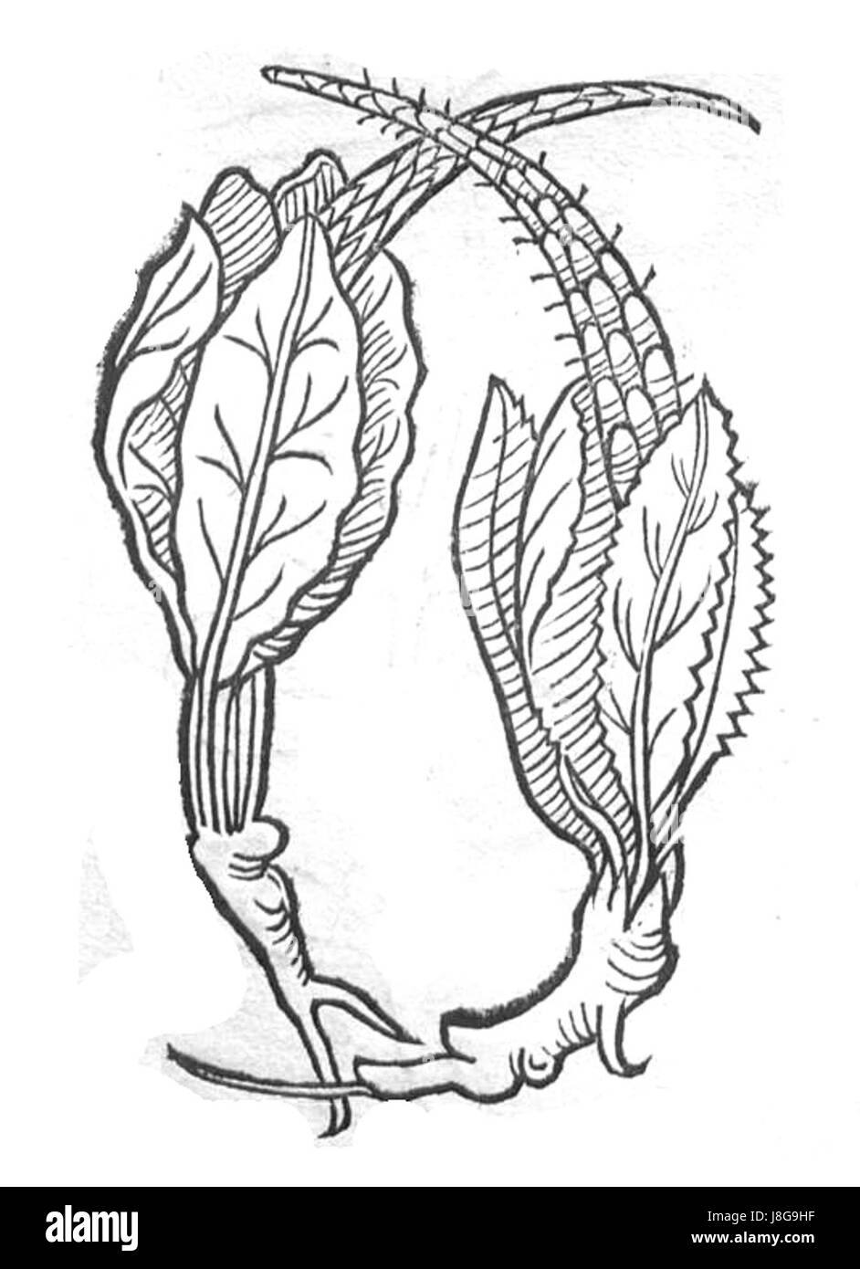 Un testo storico o un riferimento all'"Hortus Tapsus", che può riferirsi a uno specifico giardino botanico o a un luogo di notevole importanza nella storia dell'orticoltura o degli studi sulle piante. Il termine potrebbe anche riferirsi a un giardino o a un luogo a cui si fa riferimento nelle opere classiche. Foto Stock