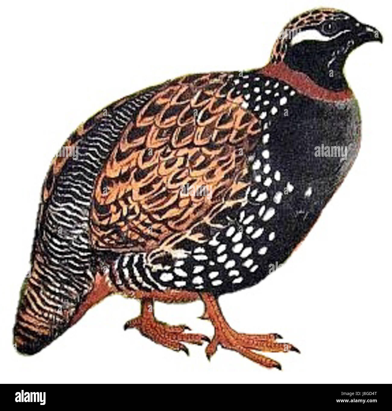 Questa immagine presenta un *Francolinus francolinus*, comunemente noto come francolino grigio, una specie di uccelli originaria di parti dell'Asia, arroccato su uno sfondo bianco, concentrandosi sul suo piumaggio e sulle sue caratteristiche distintive. Foto Stock