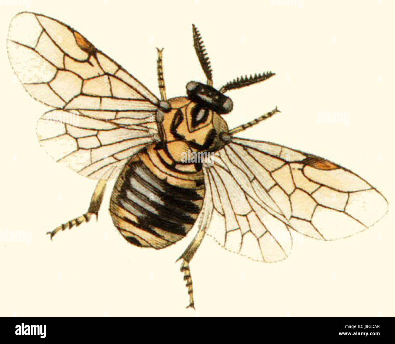 La coltura di Diprionpini si riferisce a un tipo di parassita agricolo legato alla famiglia dei Diprionidae, che può influenzare le colture. I parassiti possono danneggiare le piante e gli alberi di conifere, mettendo a repentaglio la silvicoltura e l'agricoltura. Foto Stock