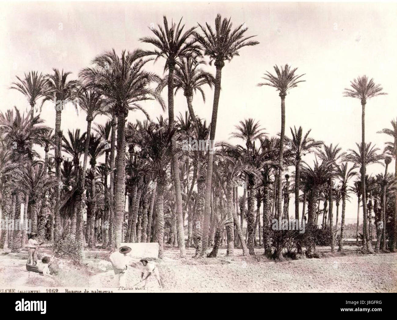 'Elx Palmeres' del 1870 di J. Laurent è una fotografia che raffigura le palme di Elx (Elche), una città in Spagna nota per i suoi palmeti. L'immagine mostra l'iconico paesaggio della regione, sottolineandone la bellezza naturale e il significato storico. Foto Stock