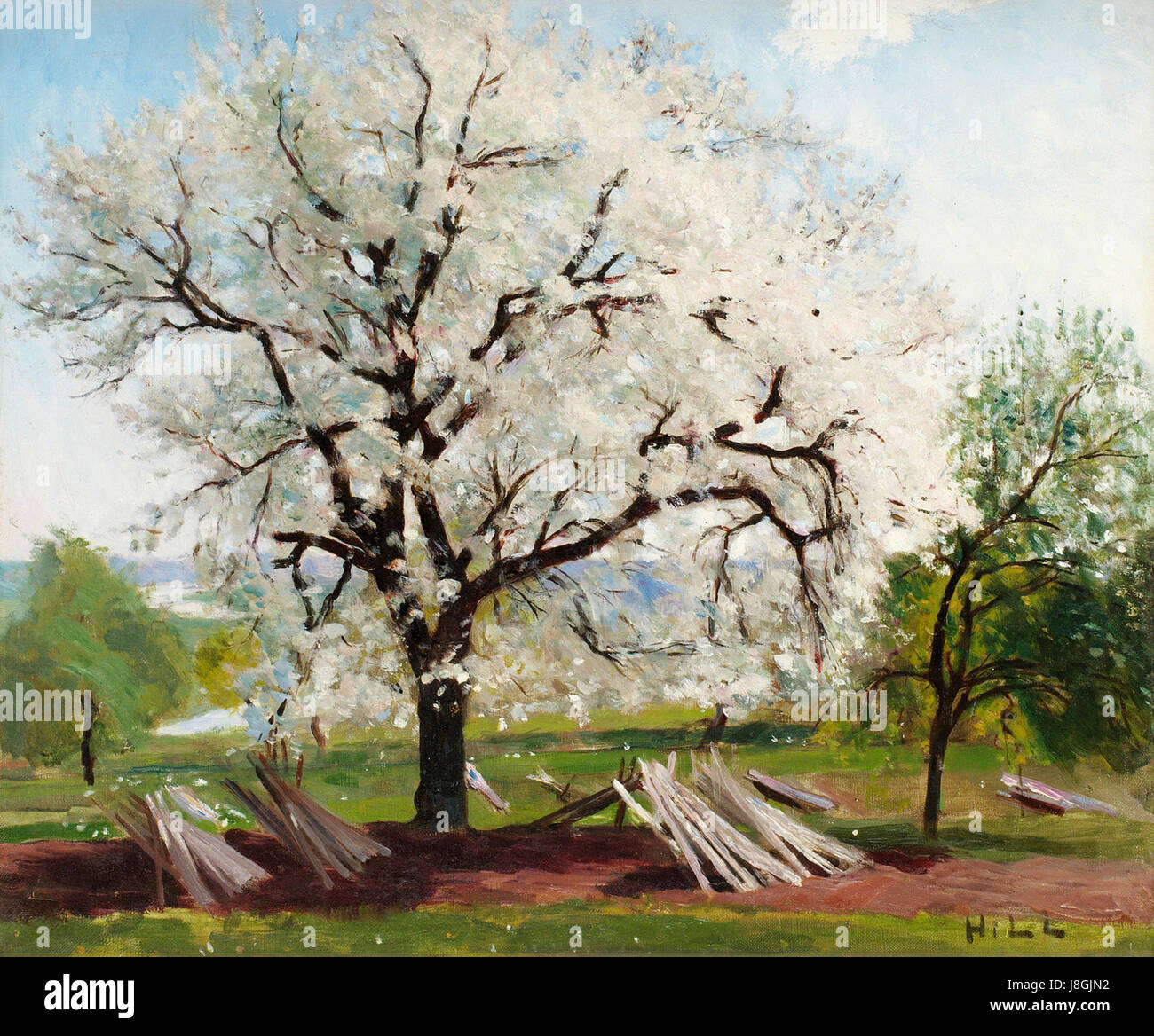 L'albero da frutto Hill Flowering si riferisce a una varietà di alberi da frutto noti per i suoi fiori in fiore. Questo albero è tipicamente coltivato sia per la sua bellezza estetica che per la sua produzione di frutta. Foto Stock