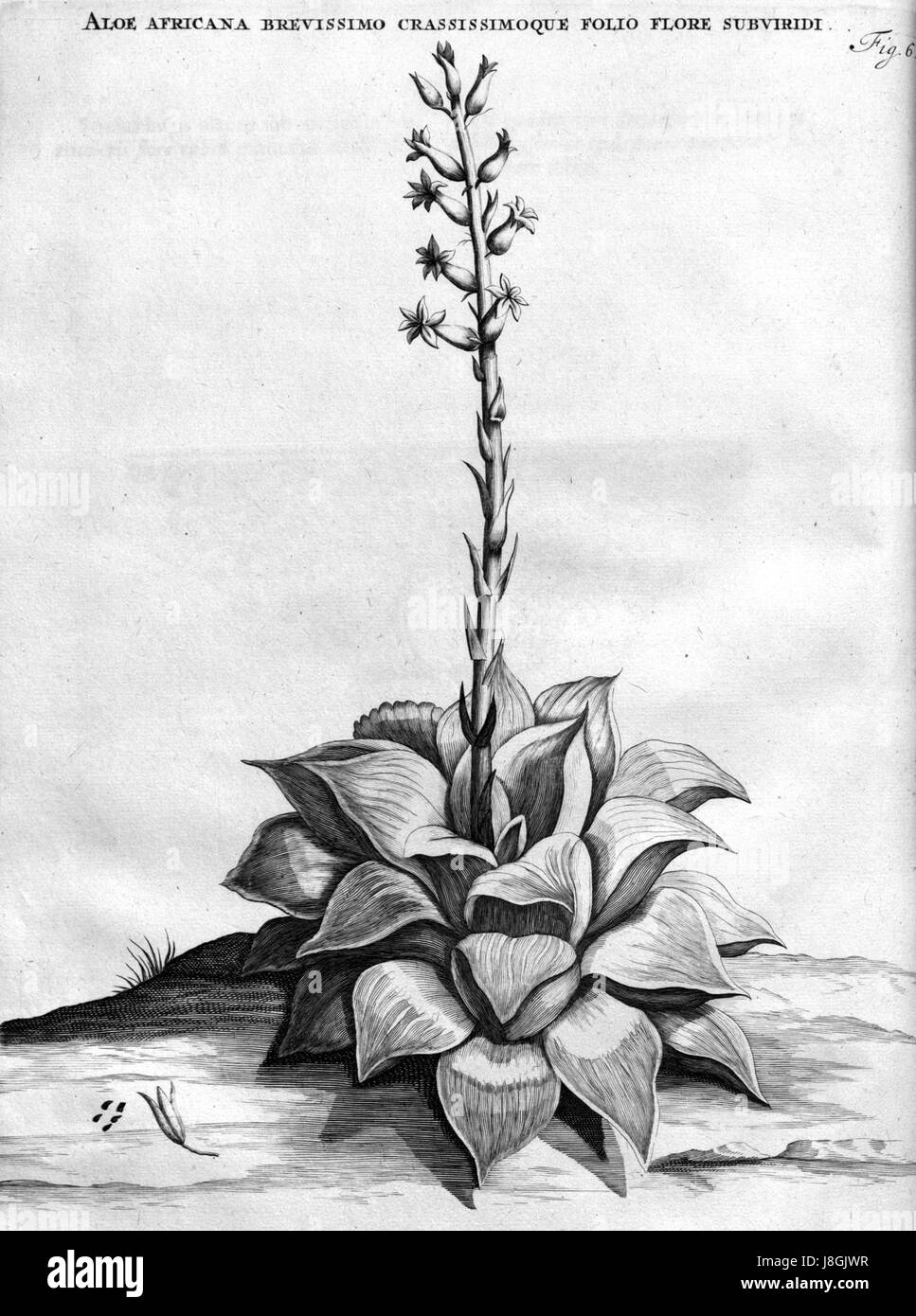 "Haworthia" retusa Iconotype J Commelin 1701 Foto Stock