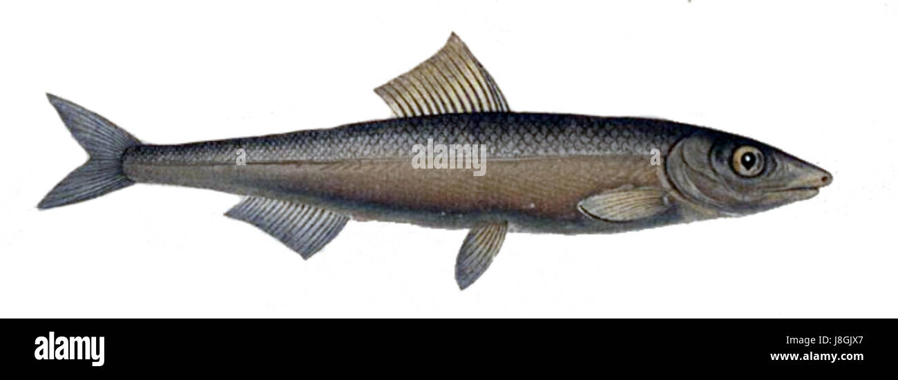 L'Engraulis encrasicolus, comunemente noto come acciuga europea, è un piccolo pesce da scuola che si trova nel Mar Mediterraneo e in altre parti dell'Atlantico orientale, spesso usato nei piatti culinari. Foto Stock