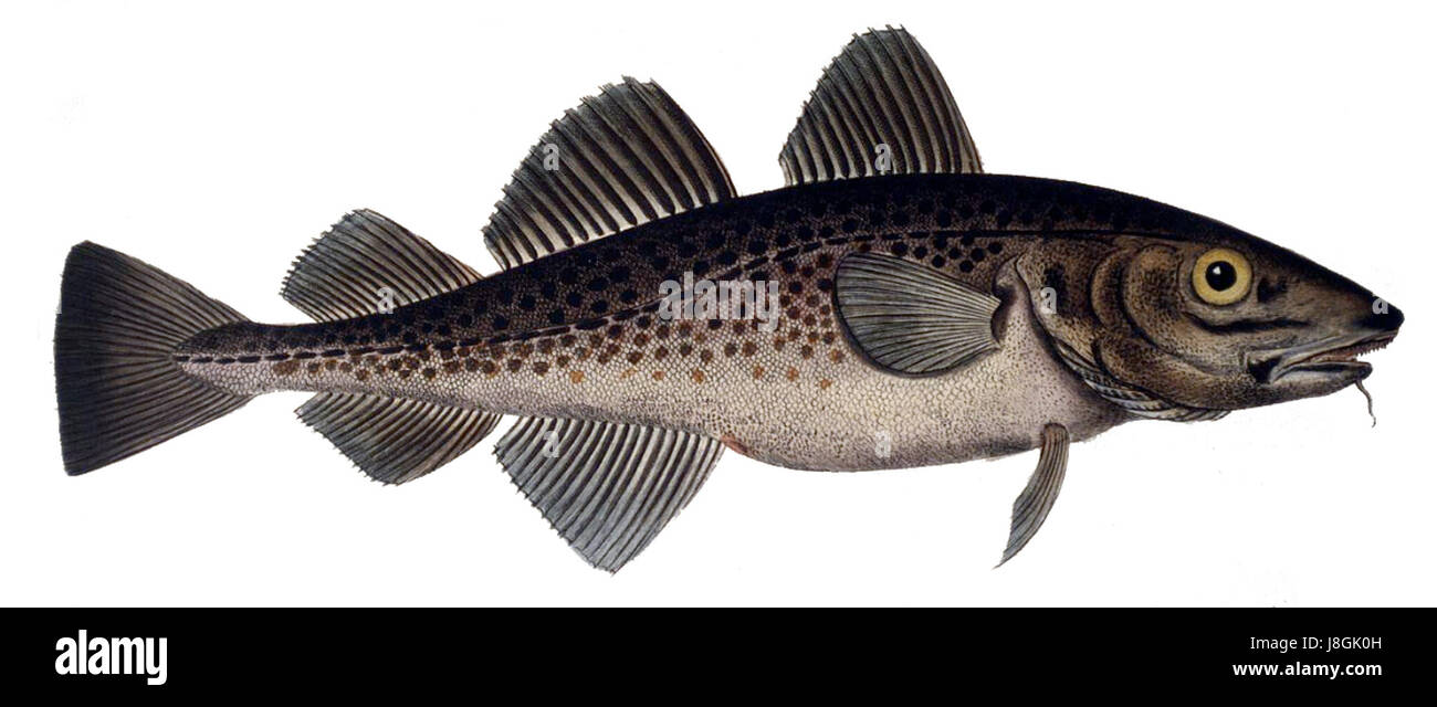 Il Gadus morhua, comunemente noto come merluzzo Atlantico, è una specie di pesci che si trova nell'Atlantico settentrionale, importante sia dal punto di vista ecologico che commerciale. Foto Stock