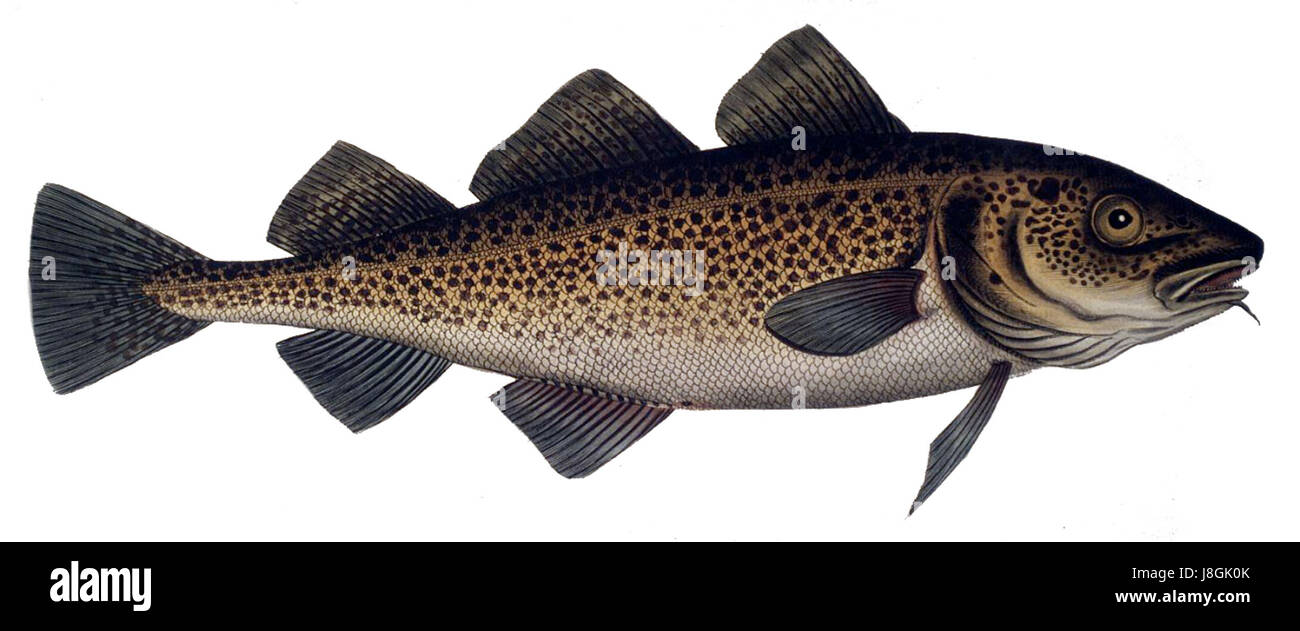 Gadus morhua2 Foto Stock