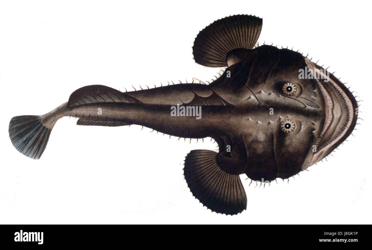Lophius piscatorius è una specie di pesci nota come rana pescatrice, diffusa nell'Atlantico settentrionale e nel Mar Mediterraneo. E' noto per il suo aspetto unico, caratterizzato da una grande testa piatta e un richiamo usato per attirare le prede. Si tratta di una specie importante nella biologia marina e nella pesca. Foto Stock