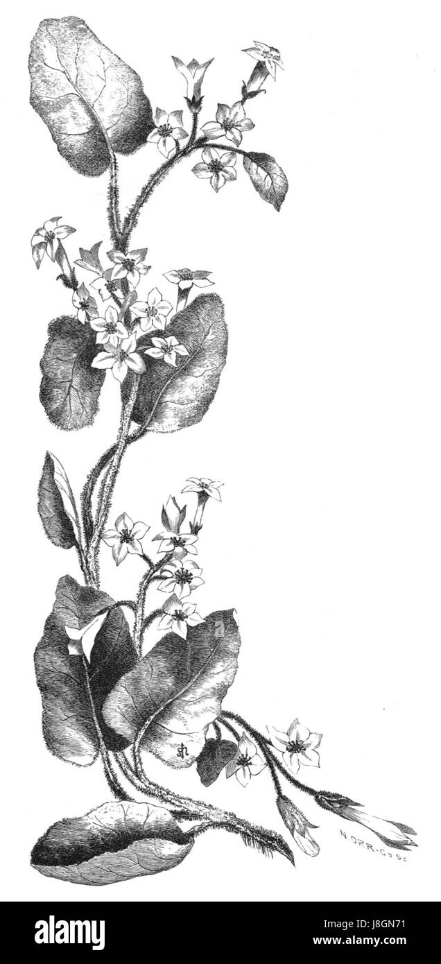 "Inno della foresta" si riferisce a una poesia o a un brano musicale associato alla natura, in particolare celebrando la bellezza delle foreste e dell'ambiente naturale, con particolare attenzione a pagina 191. Foto Stock