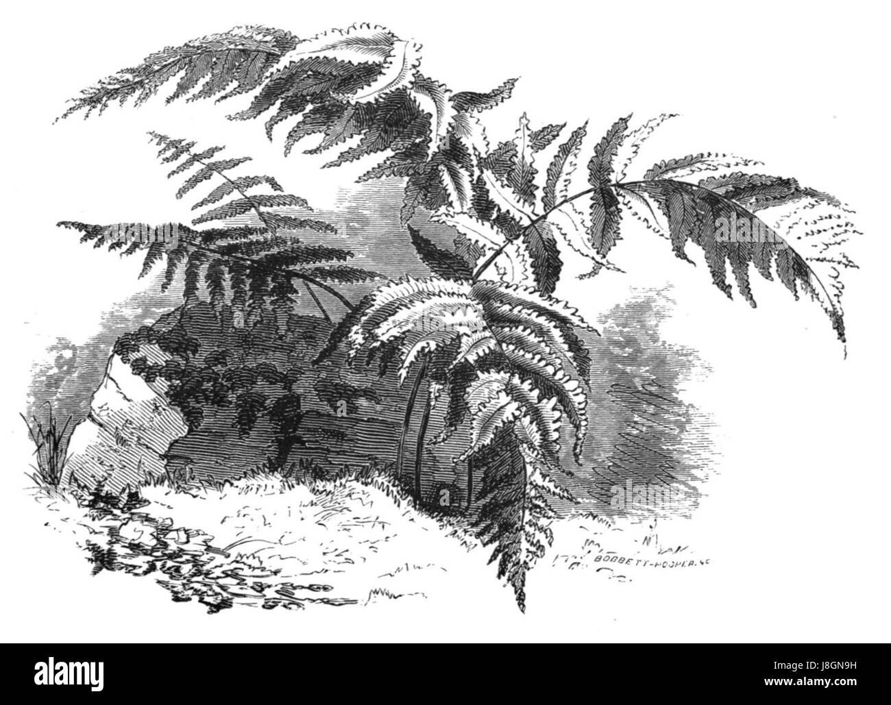 Inno di foresta pg 69b Foto Stock