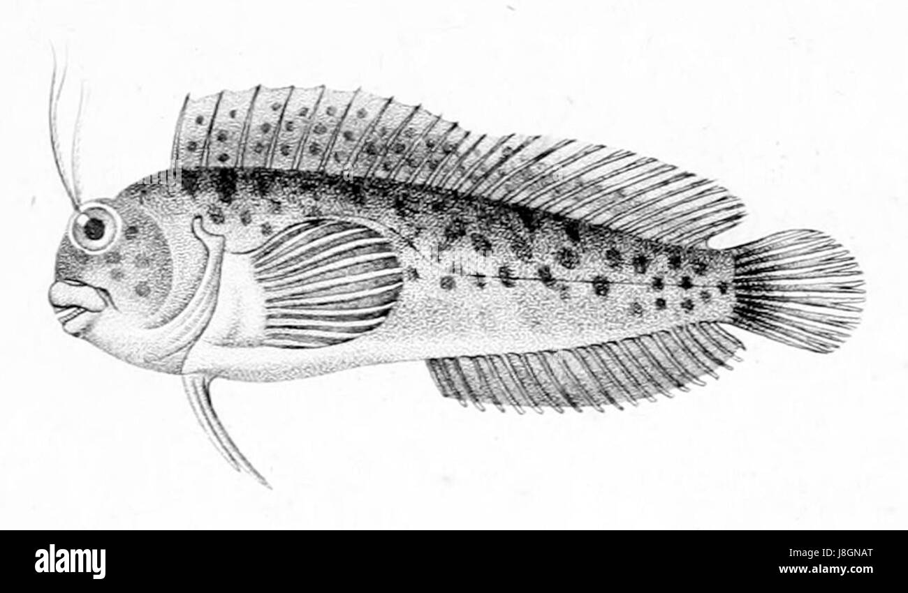 Hypleurochilus fissicornis è una specie di pesci, identificata dalle sue caratteristiche fisiche distinte, che si trova principalmente negli ecosistemi acquatici e che si distingue per il suo ruolo ecologico nella biodiversità marina. Foto Stock